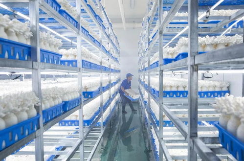 慈溪白玉菇 浙產精品鮮菇的技術賦能與產業(yè)崛起